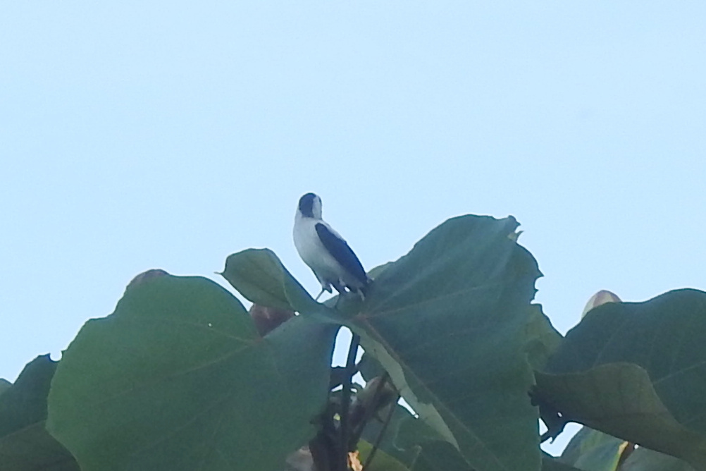 Pied Water Tyrant (Fluvicola pica), photo 5