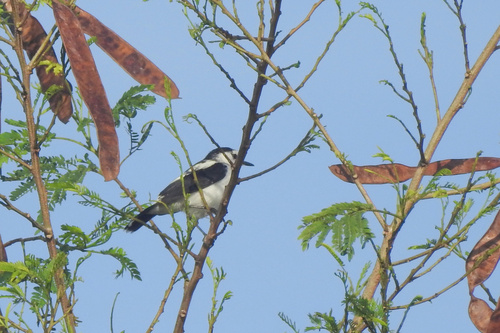 Pied Water Tyrant (Fluvicola pica), photo 4