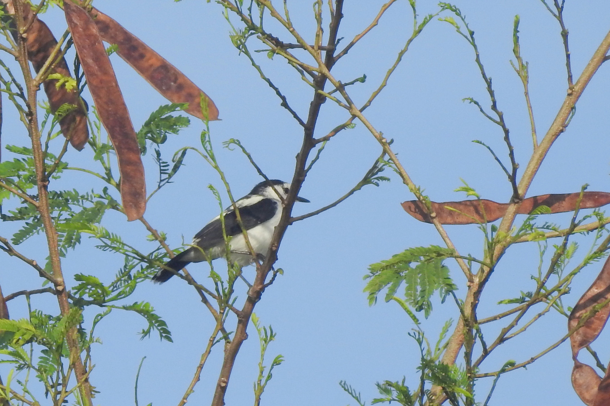 Pied Water Tyrant (Fluvicola pica), photo 4