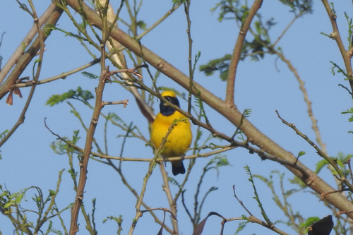Yellow-crowned Euphonia (Euphonia luteicapilla)