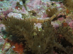 Corythoichthys schultzi