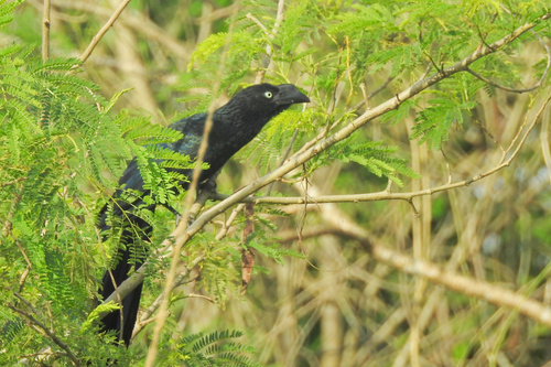 Greater Ani (Crotophaga major), photo 9