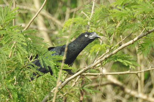 Greater Ani (Crotophaga major), photo 10