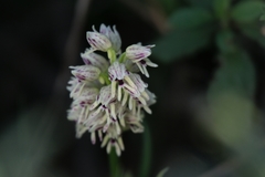 Orchis galilaea