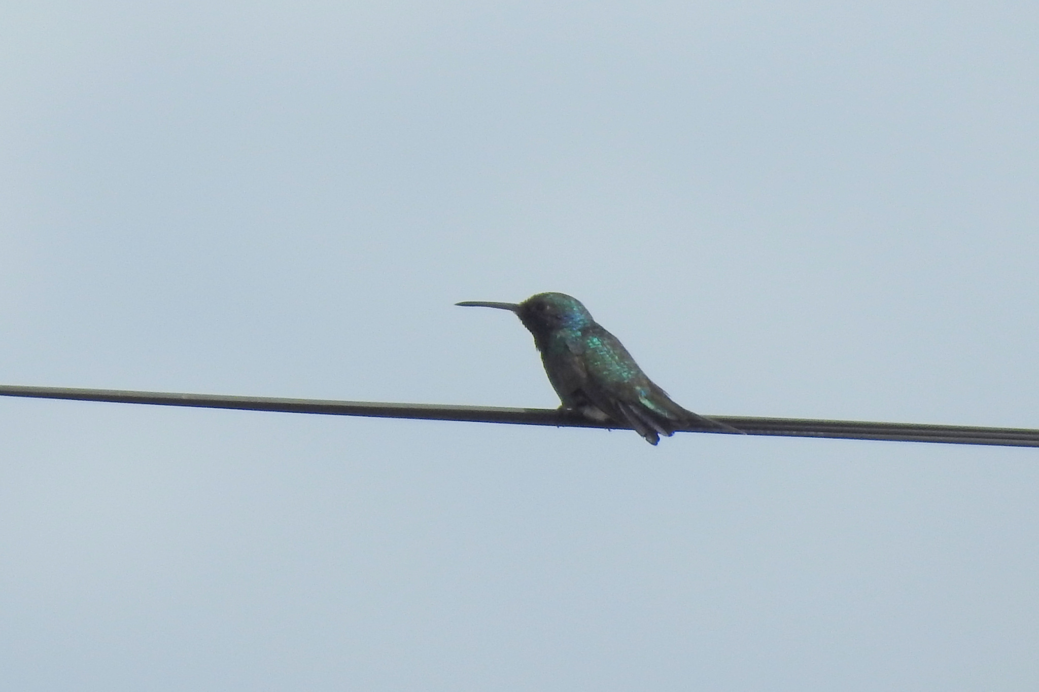 Sapphire-throated Hummingbird (Chrysuronia coeruleogularis), photo 10