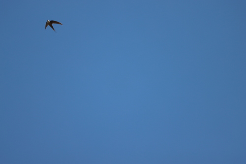 Malagasy Palm Swift (Cypsiurus gracilis), photo 5