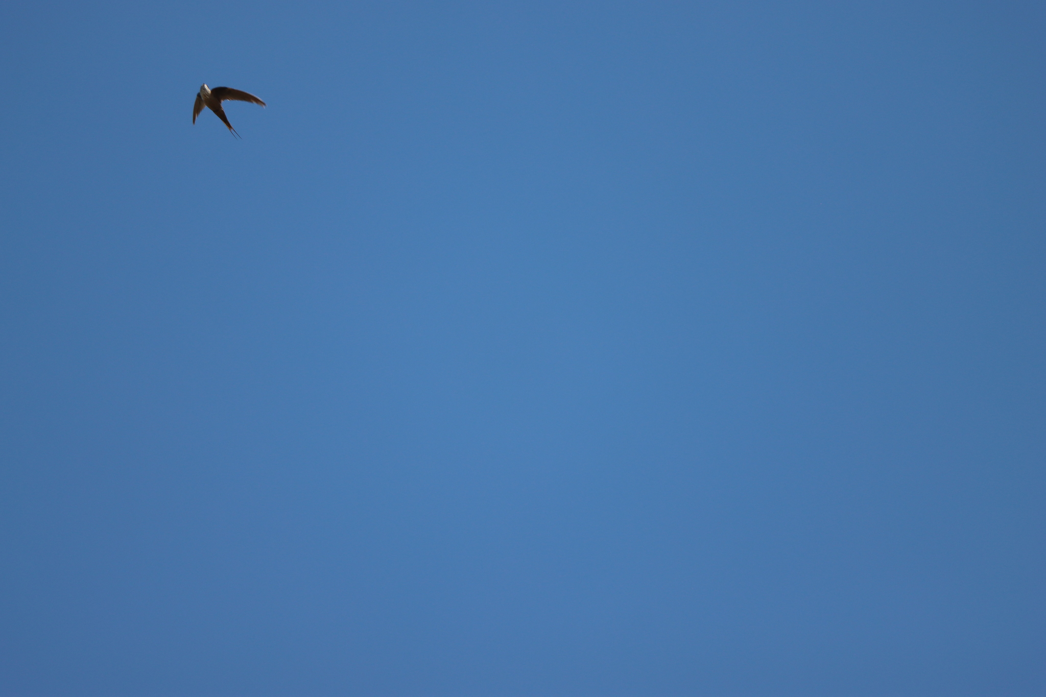 Malagasy Palm Swift (Cypsiurus gracilis), photo 5