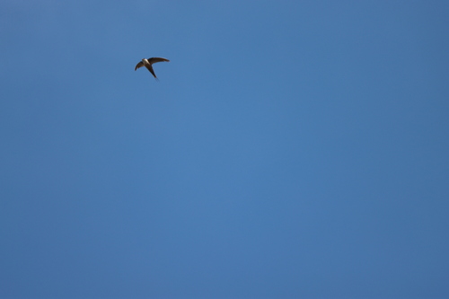 Malagasy Palm Swift (Cypsiurus gracilis), photo 2