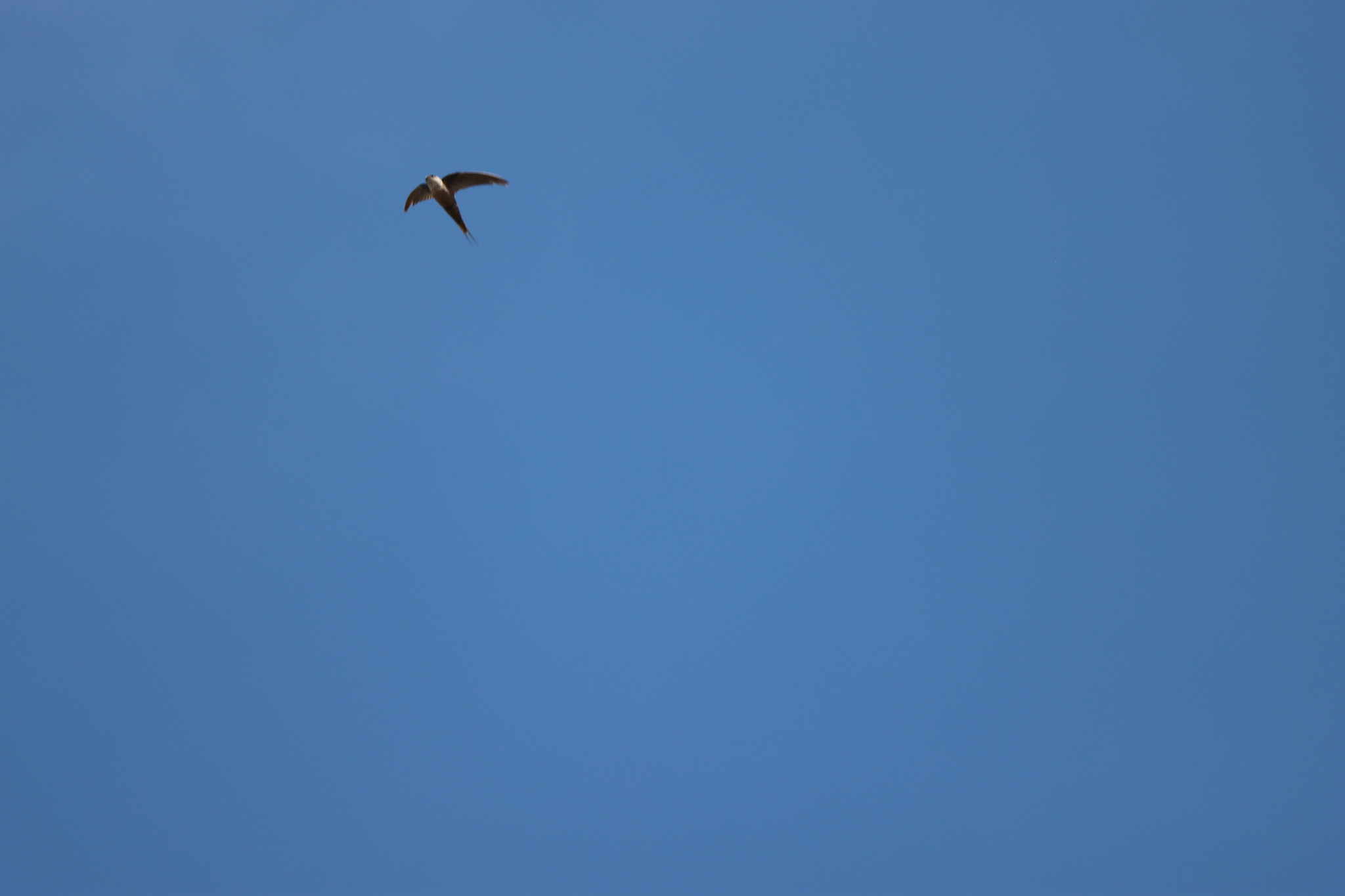 Malagasy Palm Swift (Cypsiurus gracilis), photo 2