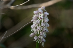 Orchis galilaea