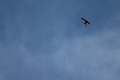 Malagasy Palm Swift (Cypsiurus gracilis), photo 1