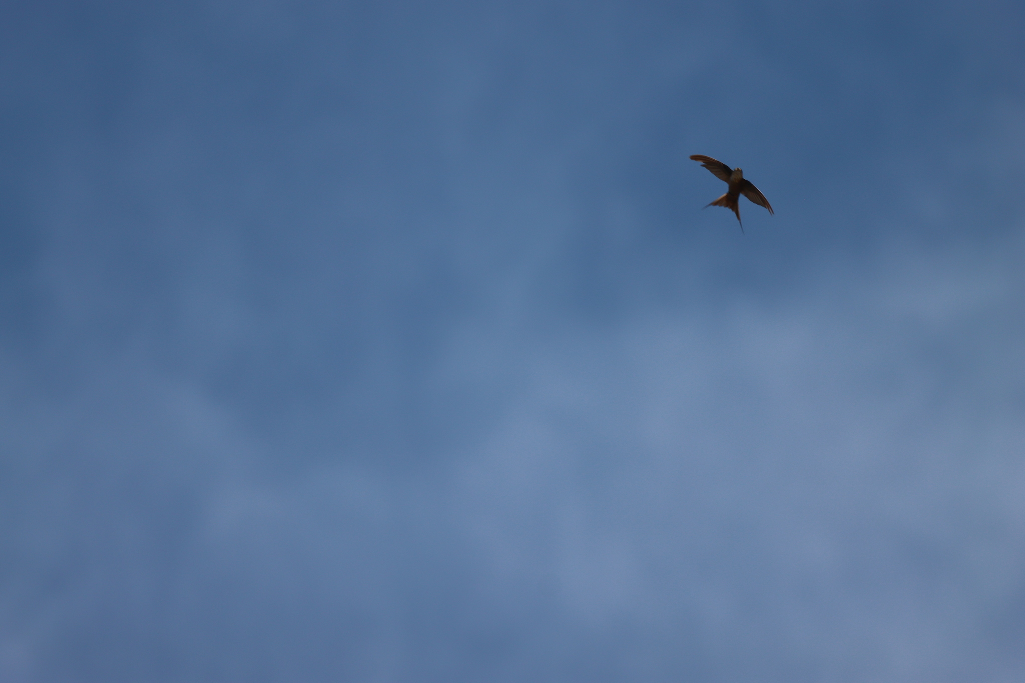 Malagasy Palm Swift (Cypsiurus gracilis), photo 1