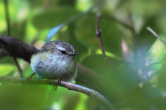 Acanthisitta chloris