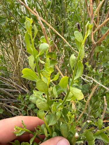desert baccharis (Baccharis sergiloides)
