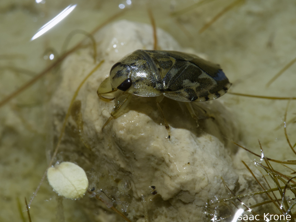 Ambrysus occidentalis