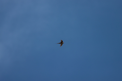 Malagasy Palm Swift (Cypsiurus gracilis), photo 6