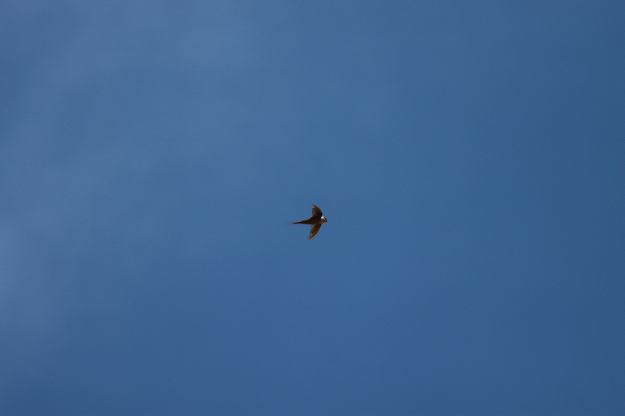 Malagasy Palm Swift (Cypsiurus gracilis), photo 6