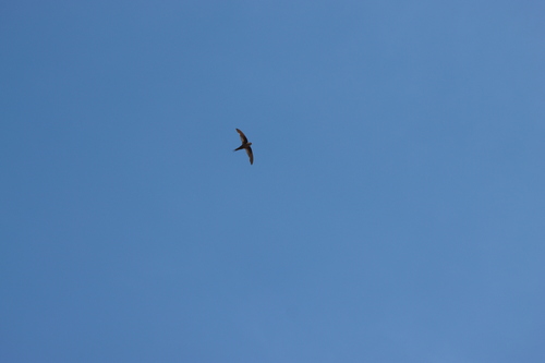 Malagasy Palm Swift (Cypsiurus gracilis), photo 7