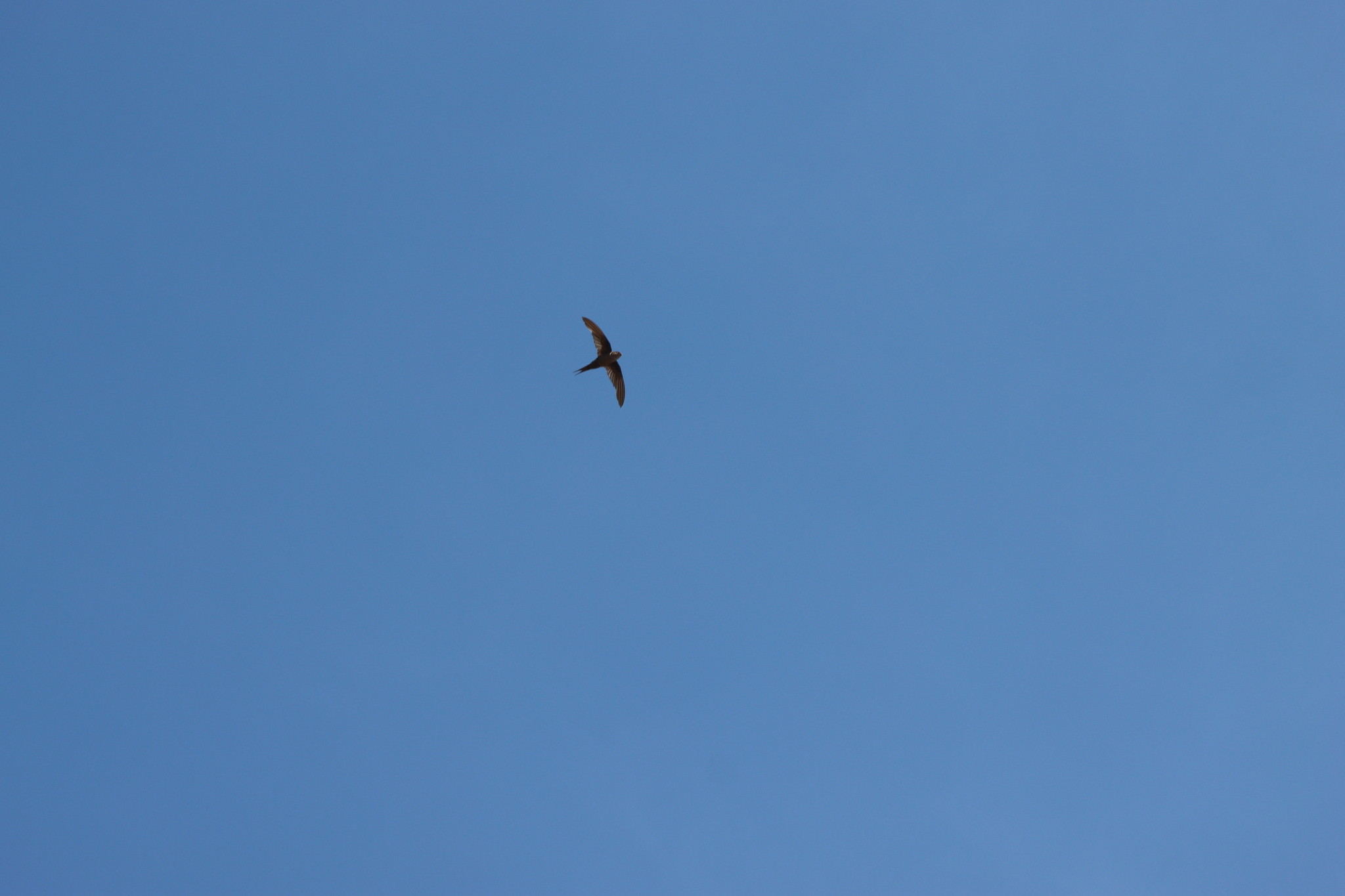 Malagasy Palm Swift (Cypsiurus gracilis), photo 7