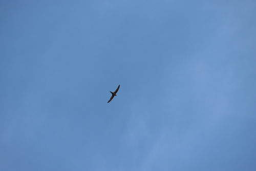 Malagasy Palm Swift (Cypsiurus gracilis), photo 8