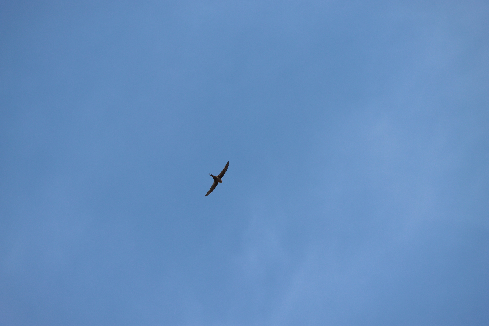 Malagasy Palm Swift (Cypsiurus gracilis), photo 8