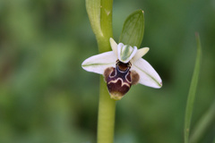 Ophrys umbilicata