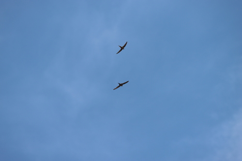 Malagasy Palm Swift (Cypsiurus gracilis), photo 9