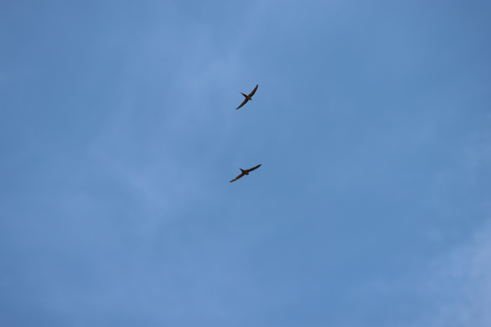 Malagasy Palm Swift (Cypsiurus gracilis), photo 9