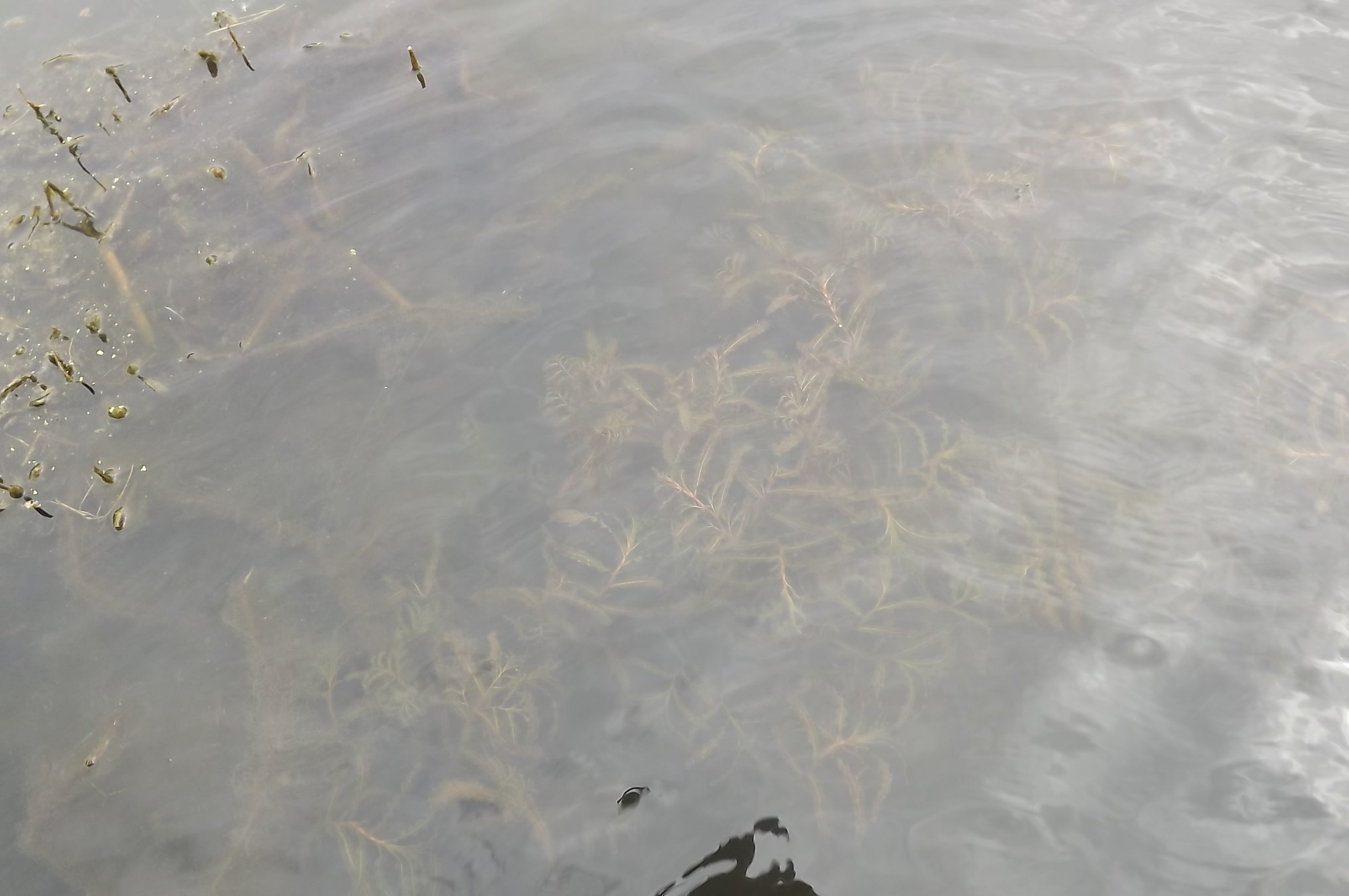 Curly Pondweed (Potamogeton crispus)