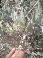 Parthenium argentatum