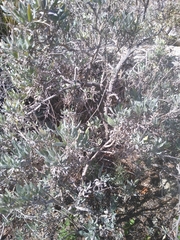 Parthenium argentatum