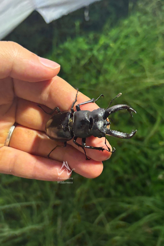 Hexarthrius buquettii