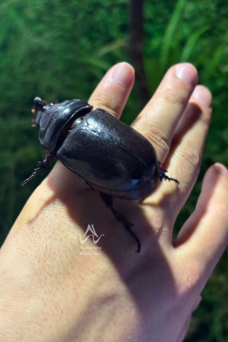 Malaysian Rhinoceros Beetle