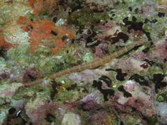 Corythoichthys schultzi