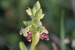 Ophrys umbilicata