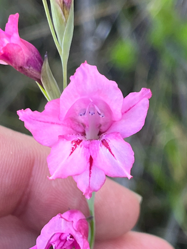 Hairy Afrikaner (Gladiolus hirsutus)