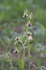Ophrys umbilicata
