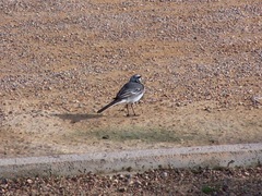 Motacilla alba