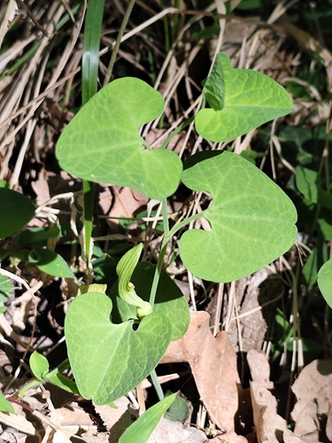 Pale birthwort (Aristolochia pallida)