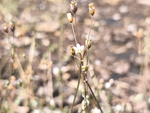 Jagged Chickweed (Holosteum umbellatum)