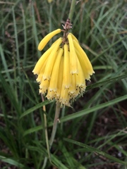 Kniphofia