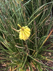 Kniphofia