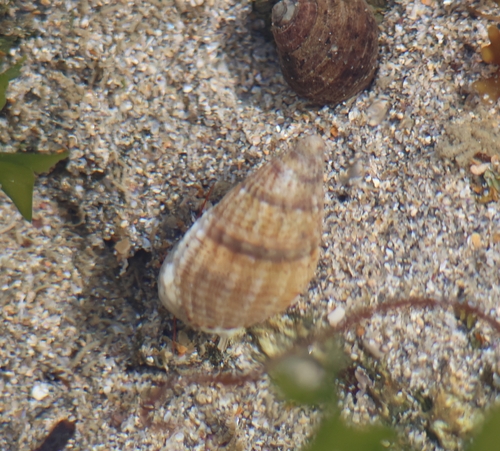 Tritia reticulata