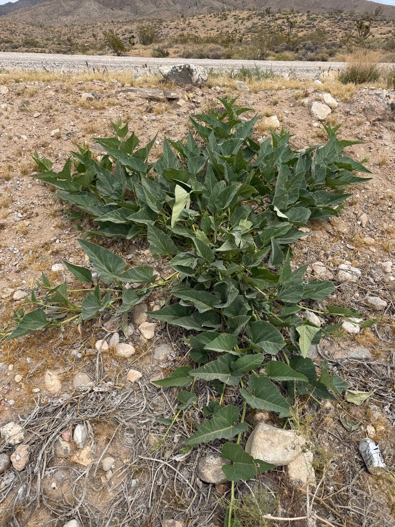 Buffalo Gourd (Cucurbita foetidissima)