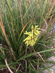 Kniphofia