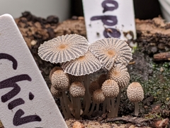 Coprinopsis
