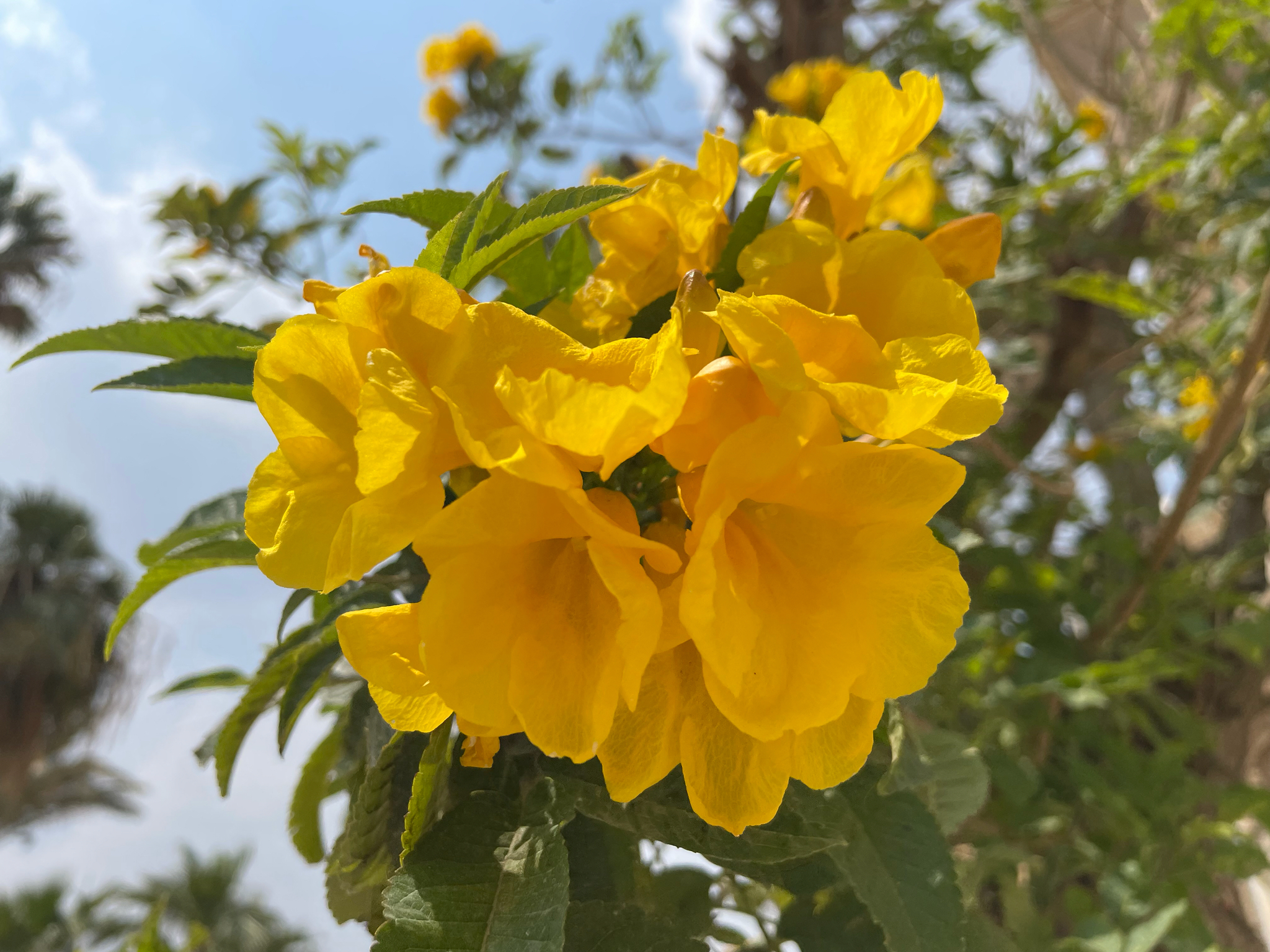 Yellow Trumpet Flower (Tecoma stans)