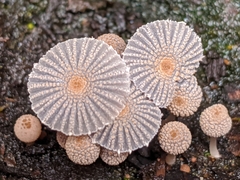 Coprinopsis