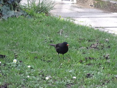 Turdus merula