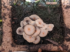 Coprinopsis